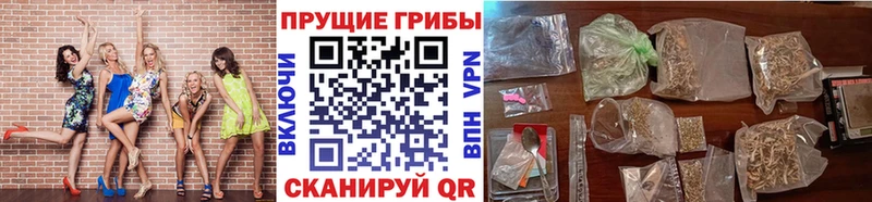 где купить наркотик  Томилино  Галлюциногенные грибы Cubensis 